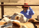 吉娜莱因哈特以3亿美元的总销售额列出了养牛场