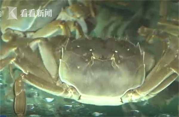 阳澄湖大闸蟹已上市 今年“大块头”特别多