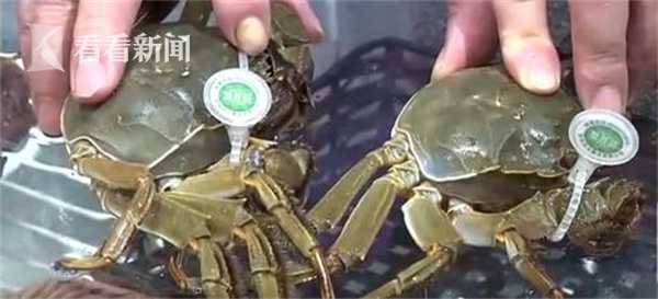 阳澄湖大闸蟹已上市 今年“大块头”特别多