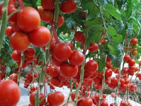 手把手教你种圣女果!掌握6个小技巧,果实挂满枝头