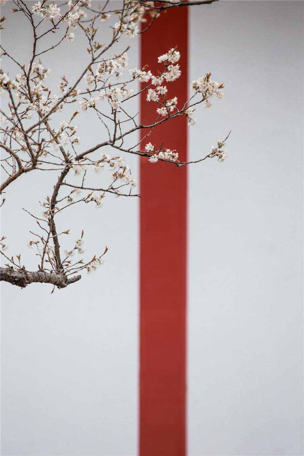 在家看天下·每日一景丨南京玄武湖公园：樱洲·樱花语