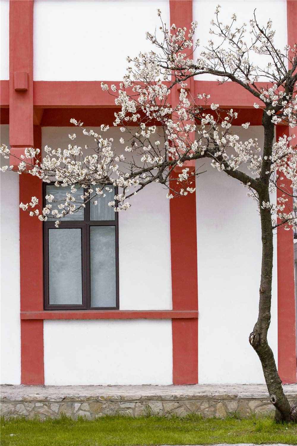 在家看天下·每日一景丨南京玄武湖公园：樱洲·樱花语