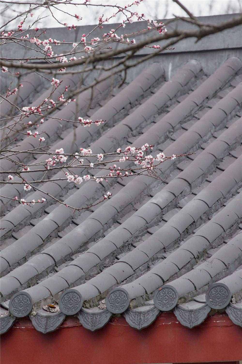 在家看天下·每日一景丨南京玄武湖公园：樱洲·樱花语