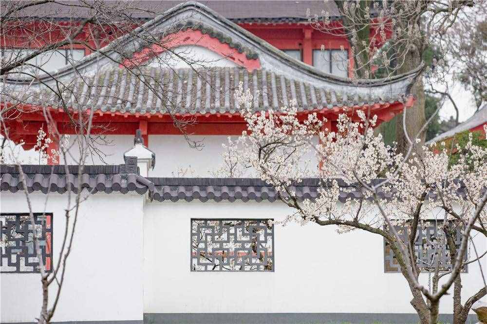 在家看天下·每日一景丨南京玄武湖公园：樱洲·樱花语