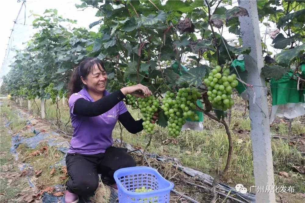 摘果、赏秋、住民宿！这个周末，来从化嗨玩一整天！