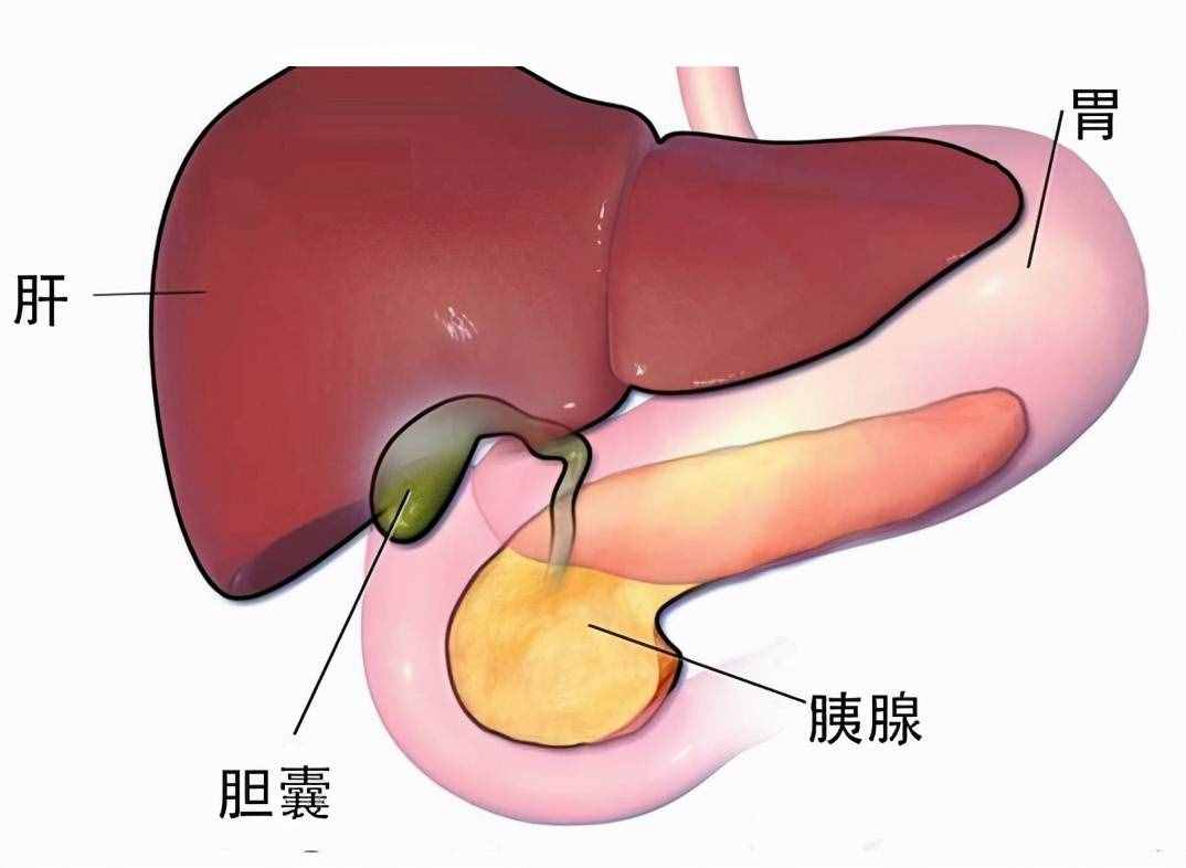 胆囊炎是怎么引起的？哪些人容易得胆囊炎呢？