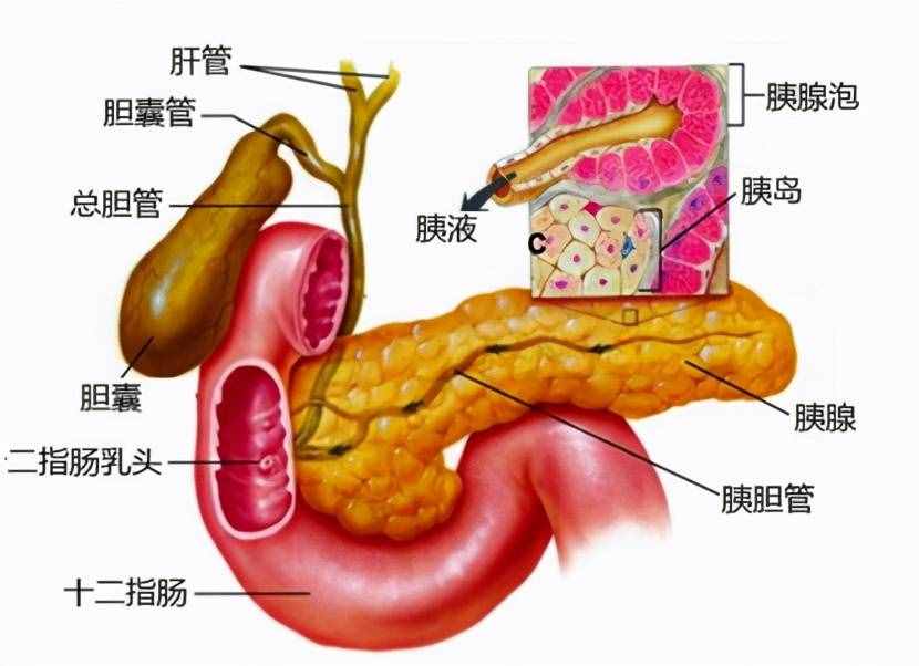 胆囊炎是怎么引起的？哪些人容易得胆囊炎呢？
