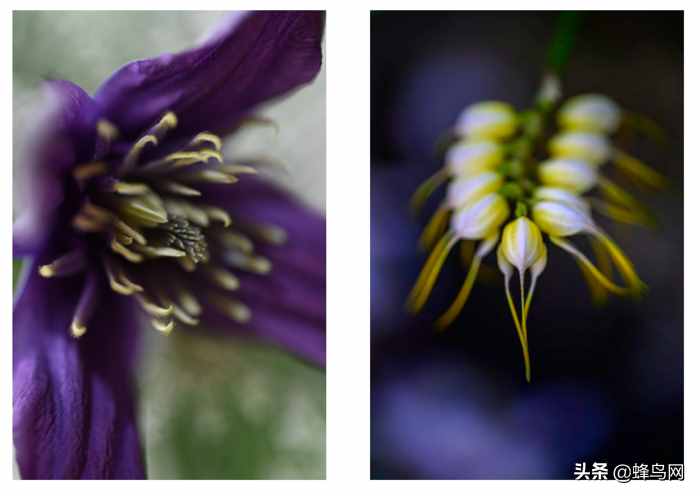 更高画质的微距体验 尼康Z50mm、105mm微距开发者访谈