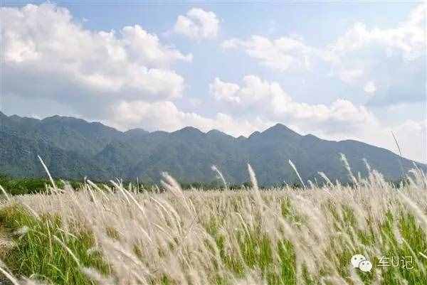 从化响水峡，艳遇浪漫茹根花海
