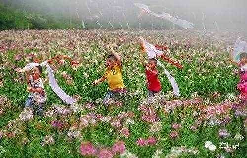 从化响水峡，艳遇浪漫茹根花海