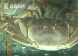太湖蟹跟阳澄湖大闸蟹哪个贵(阳澄湖大闸蟹贵还是梭子蟹贵)