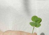 今日更新关于教师节的名言名句（教师节古诗词名人名言）