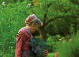今日更新奶奶的傻瓜相机（中国版塔莎奶奶）