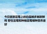 今日更新蓝莓上的白霜越多越新鲜吗 野生蓝莓和种植蓝莓哪种营养更好