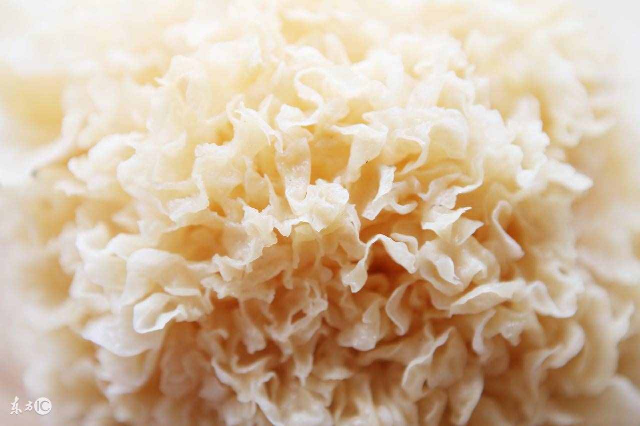 白木耳的功效与作用 提高免疫力抗癌抗肿瘤