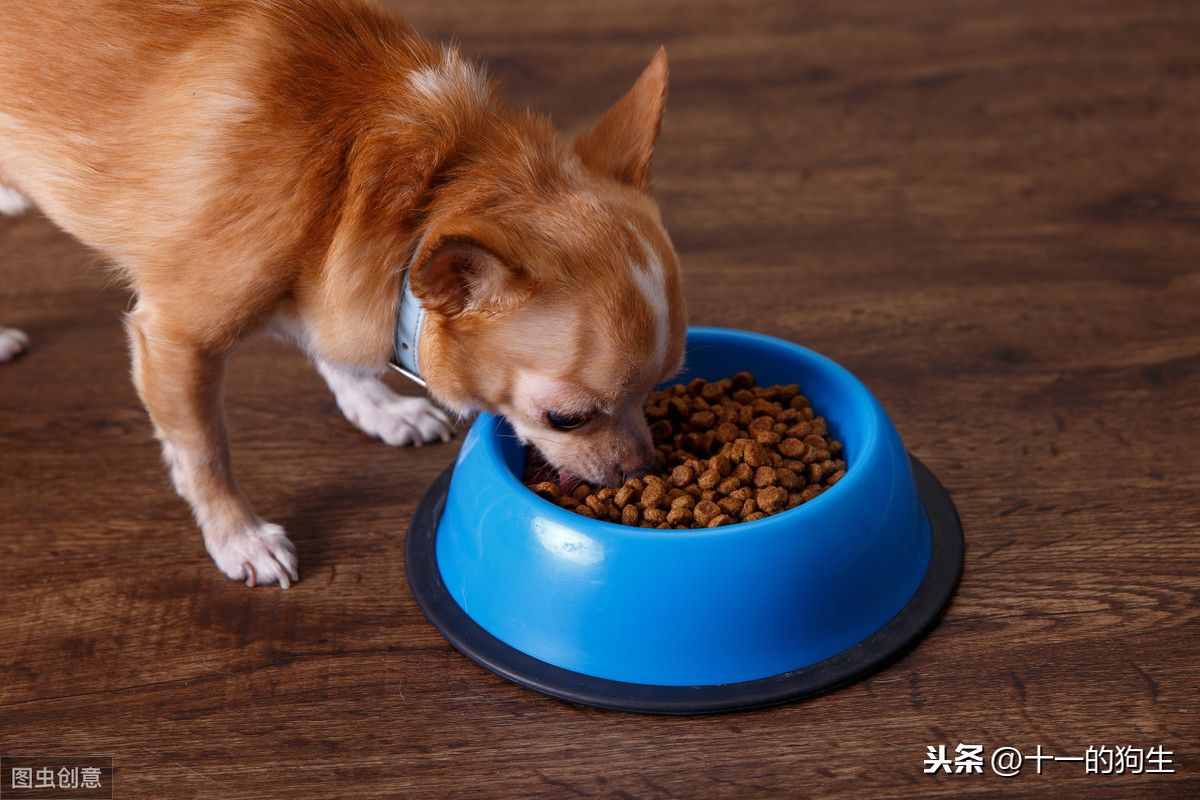 狗狗不爱吃东西,可能有这几个原因,那应如何解决呢