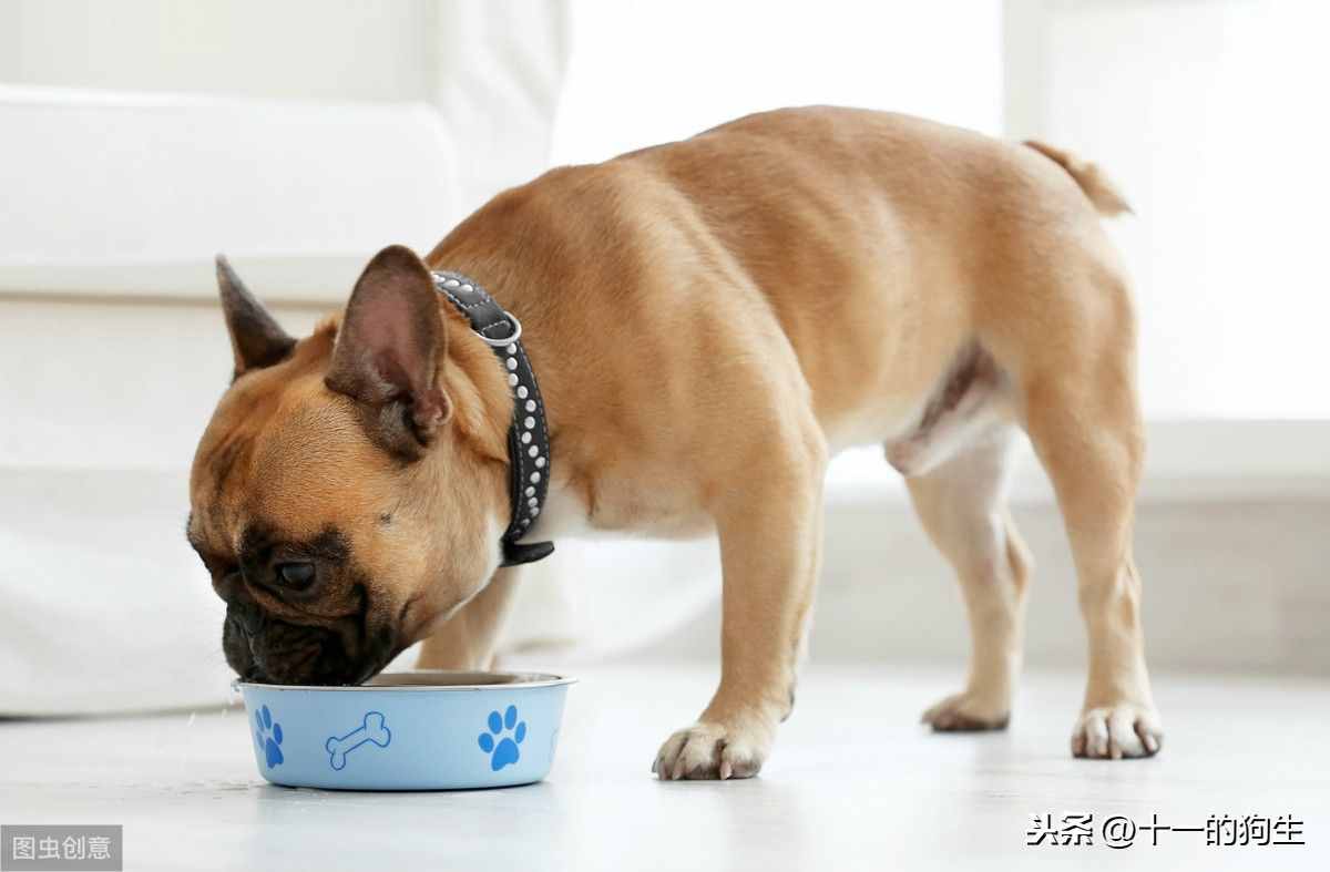 狗狗不爱吃东西,可能有这几个原因,那应如何解决呢
