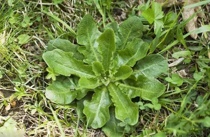 农村常吃的40种 · 野菜，你吃过几种呢？