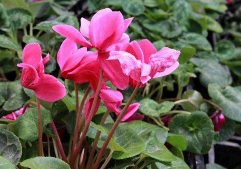 冬天有哪些花能开？家里养上5种花，天冷也有花看