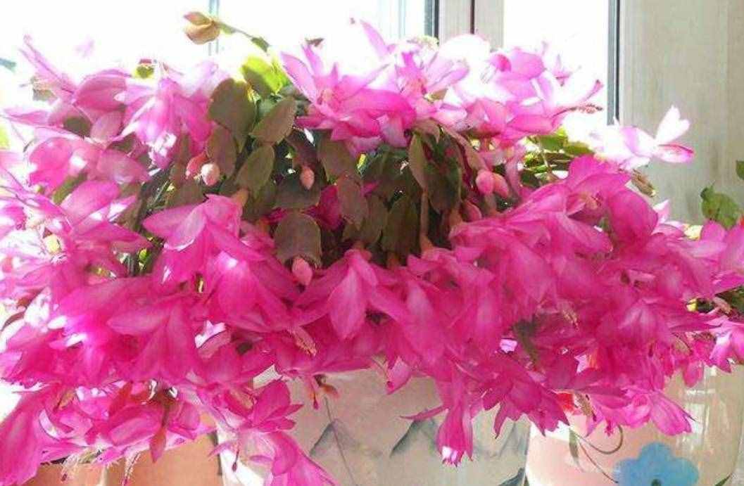 冬天有哪些花能开？家里养上5种花，天冷也有花看