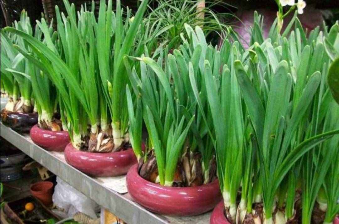 冬天有哪些花能开？家里养上5种花，天冷也有花看