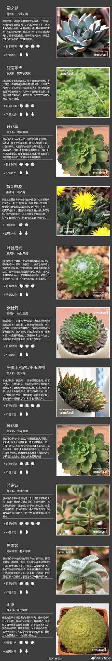 100种多肉植物对照图，再也不愁叫什么名字了