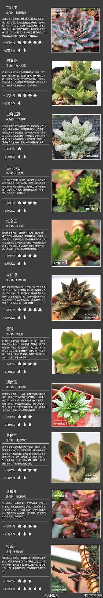 100种多肉植物对照图，再也不愁叫什么名字了