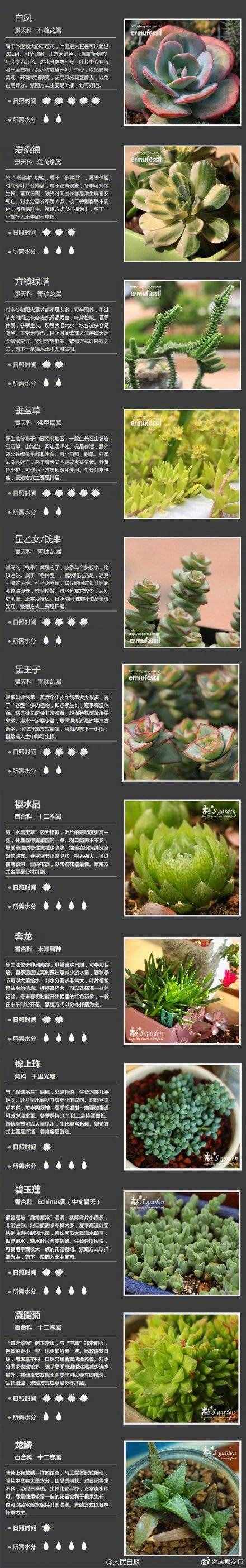 100种多肉植物对照图，再也不愁叫什么名字了