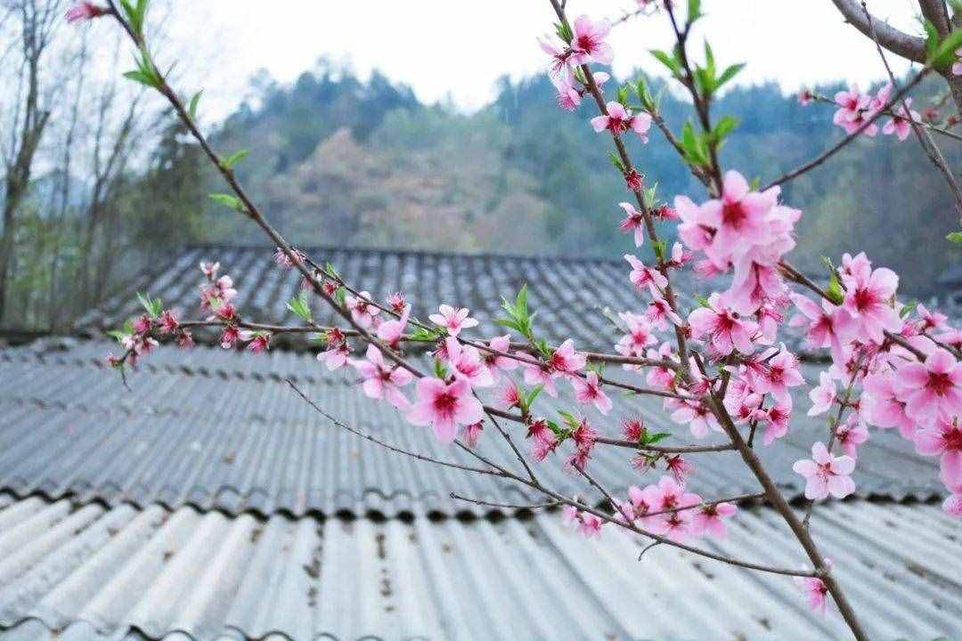 6首最美桃花诗词：桃之夭夭，惊艳了整个春天