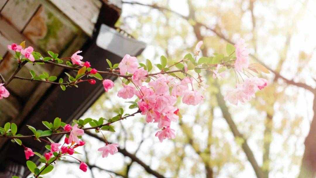 6首最美桃花诗词：桃之夭夭，惊艳了整个春天
