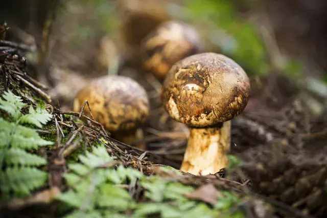 西藏之旅值得带回的8种特产