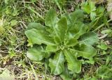 今日更新野菜种类（野菜种类有什么）