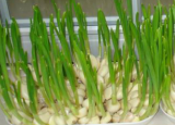 今日更新怎么种大蒜(种植大蒜的过程与图片)