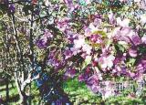 今日更新哈尔滨花卉（冰城小众花）