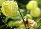 今日更新黄金矩形（有趣的数学——黄金矩形）