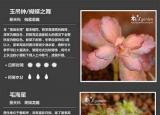 今日更新多肉植物图谱（种多肉图谱）