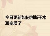 今日更新如何判断干木耳变质了