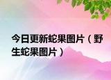 今日更新蛇果图片（野生蛇果图片）