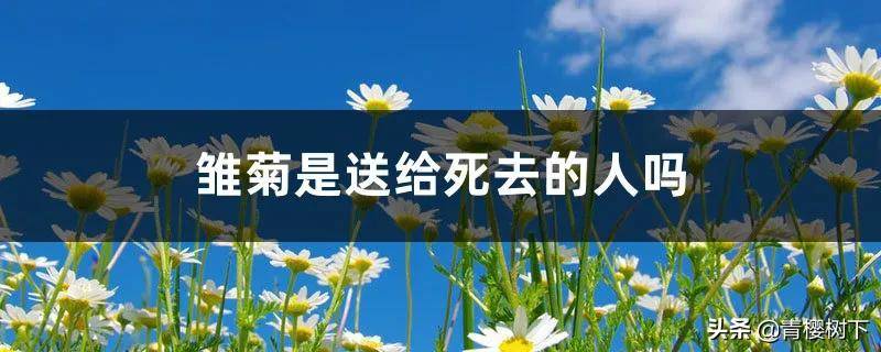 雏菊是送给死去的人吗(不同颜色雏菊的花语)