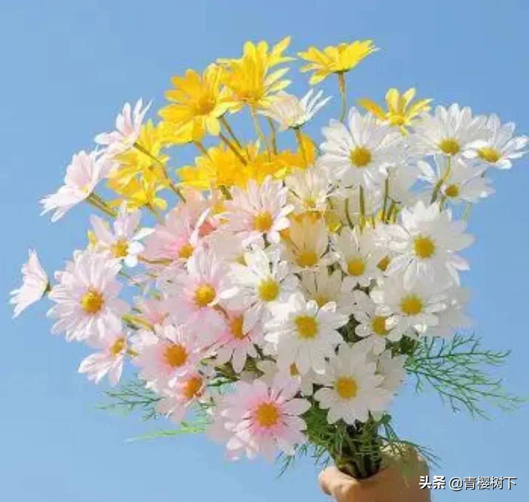 雏菊是送给死去的人吗(不同颜色雏菊的花语)
