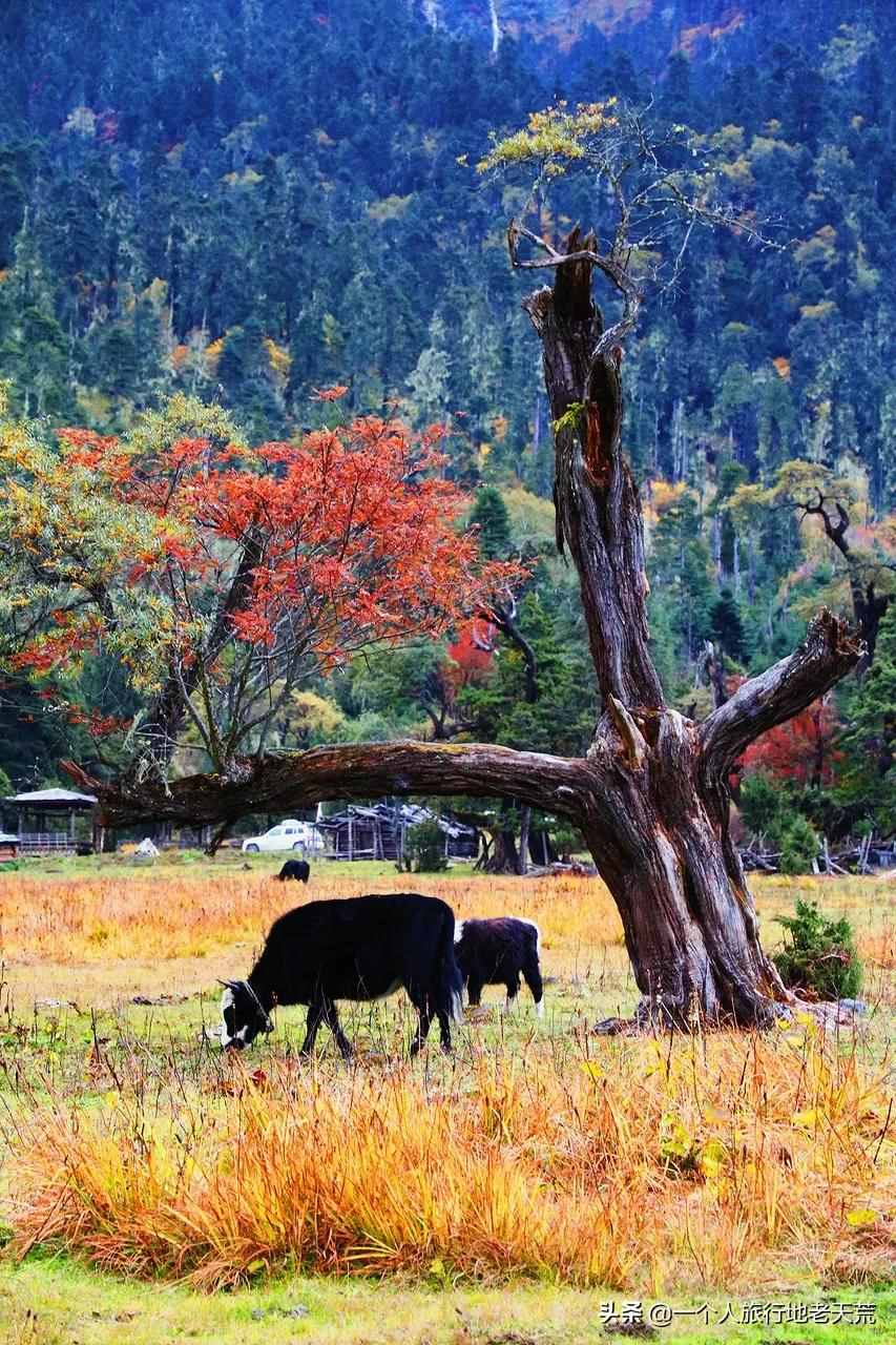 多地重启跨省游！10月全国最美的地方都在这了，挑一个出发吧
