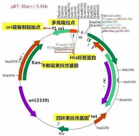 一分钟教你读懂质粒图谱！