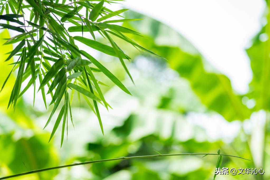 上联求下联，你来我也来！上联：梅兰竹菊四君子