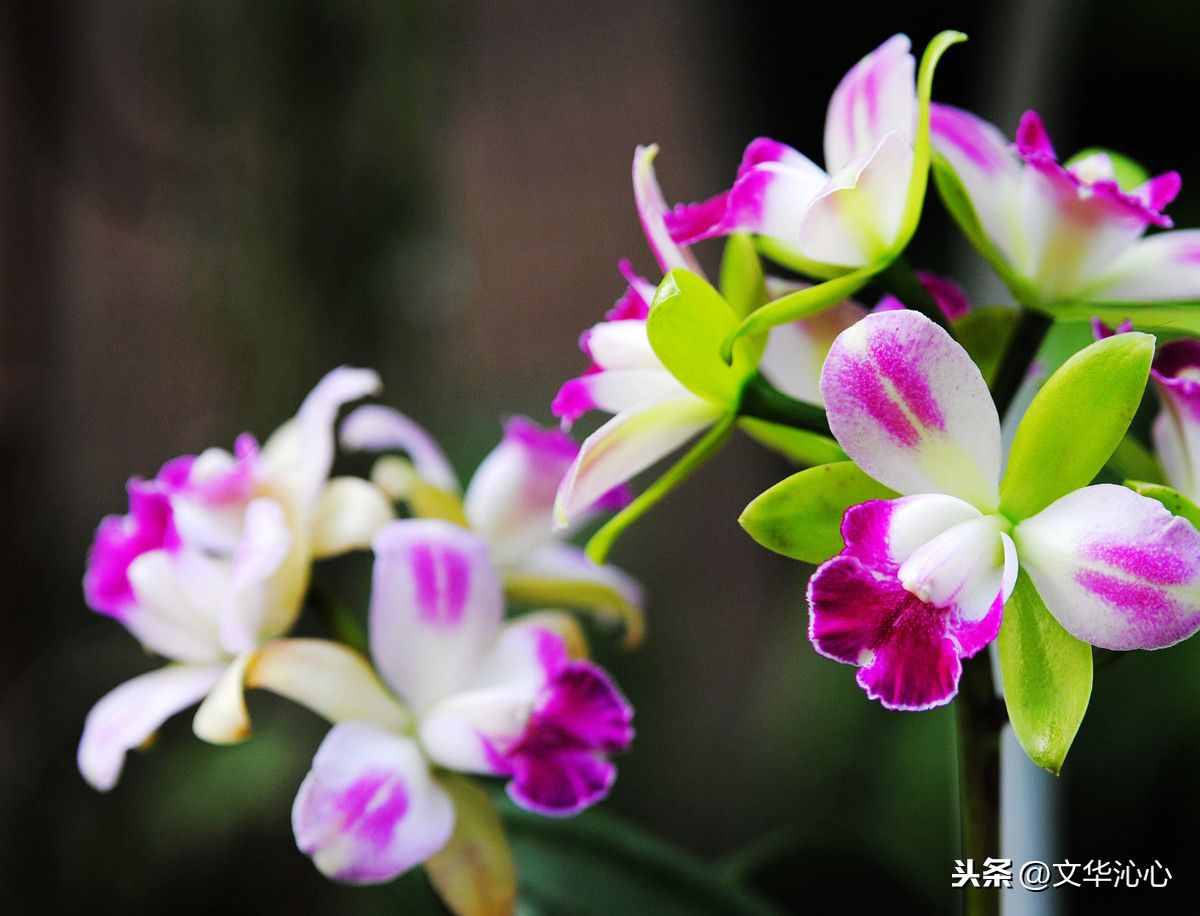 上联求下联，你来我也来！上联：梅兰竹菊四君子