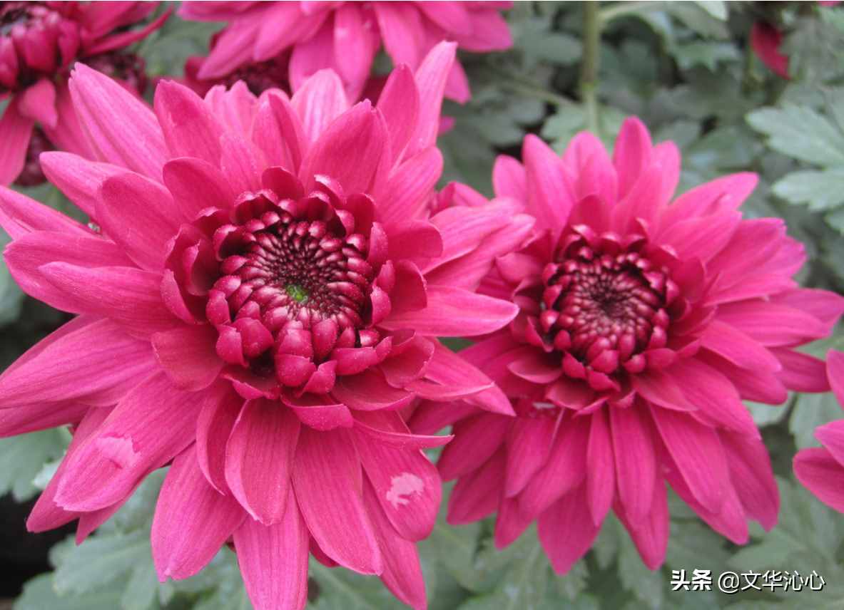 上联求下联，你来我也来！上联：梅兰竹菊四君子