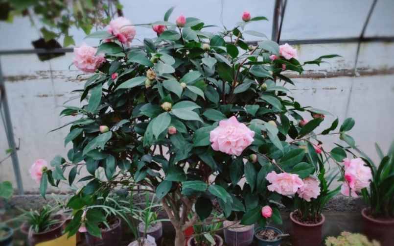 茶花夏季看着不长，其实它在“孕育”，做好养护，秋季枝头满花苞