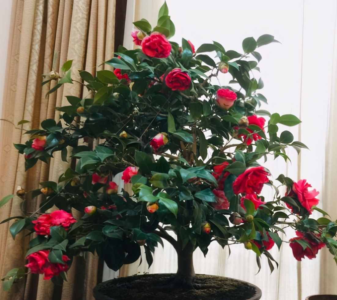 茶花夏季看着不长，其实它在“孕育”，做好养护，秋季枝头满花苞