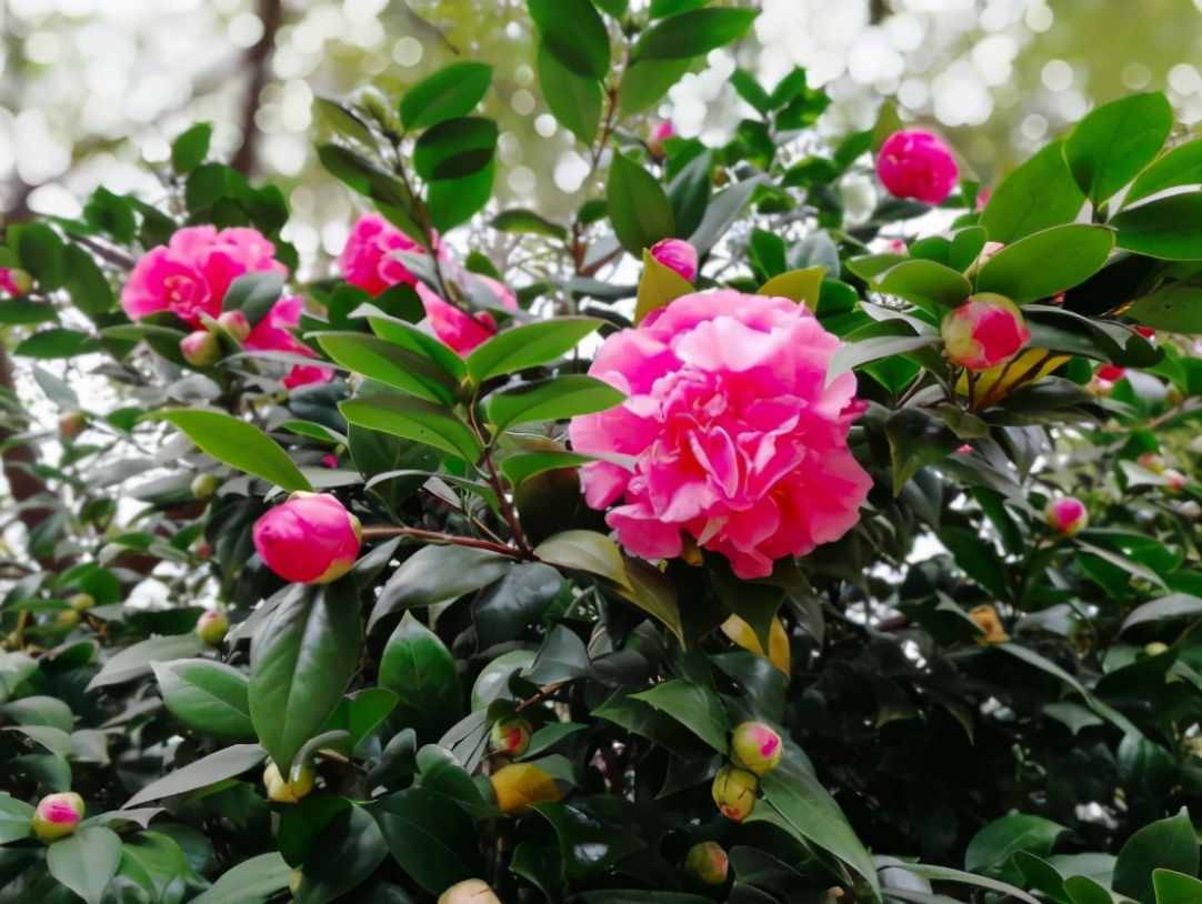 茶花夏季看着不长，其实它在“孕育”，做好养护，秋季枝头满花苞