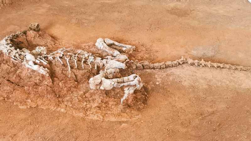 走进“恐龙之乡”探秘史前生物