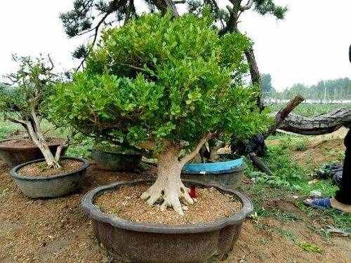 木中之王为黄杨，极具历史意义的黄杨树，如今成为最受欢迎的盆景